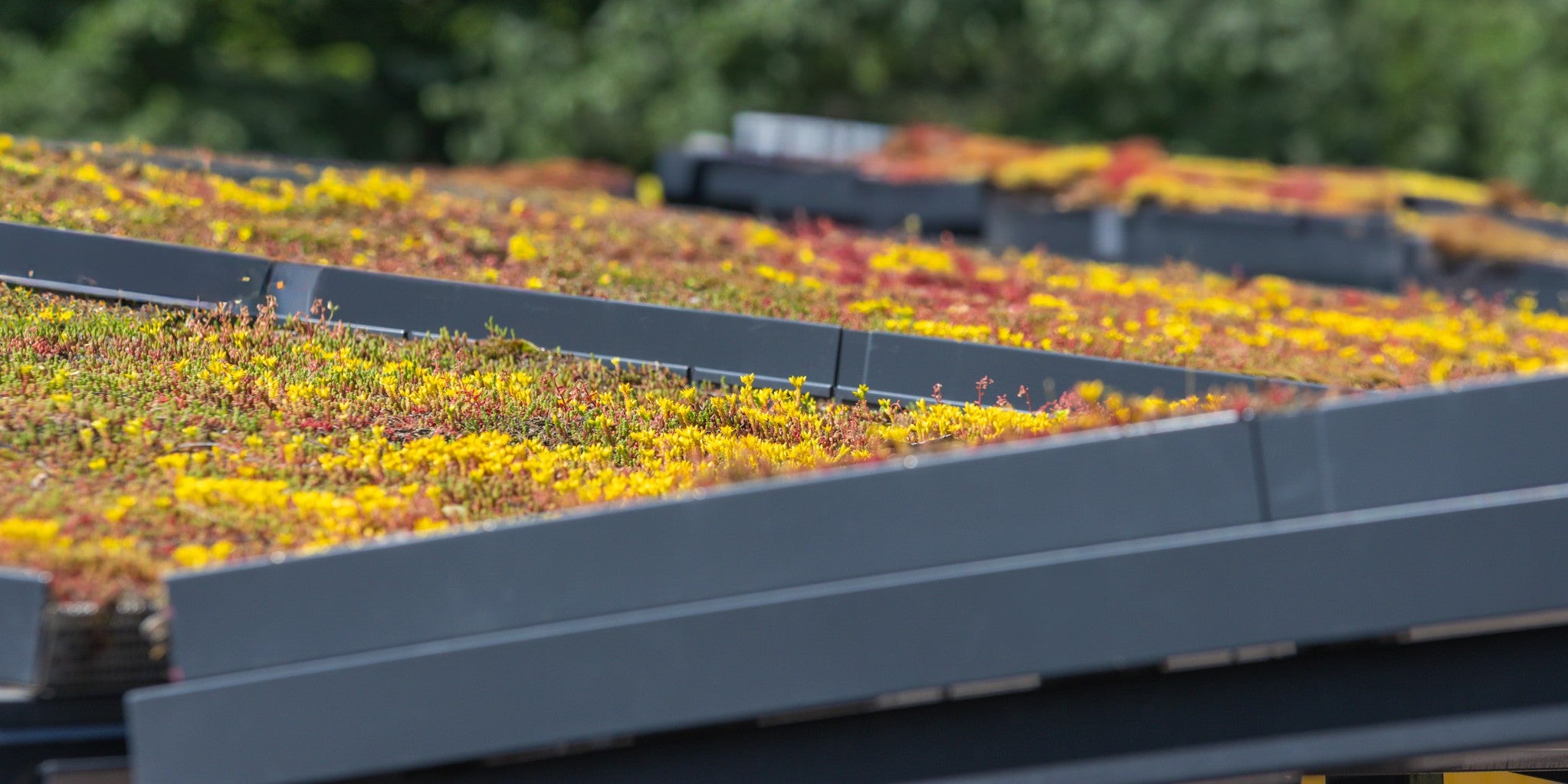 Green Roofs Enhance Urban Environments
